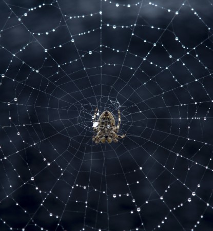 이슬맺힌 거미줄 (10만원상당 벽걸이 액자포함)